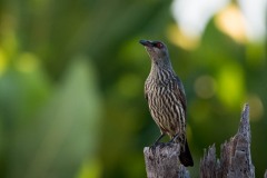 Træstær / Asian Glossy Starling