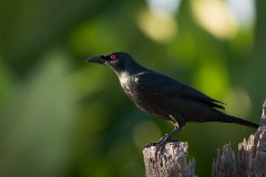 Træstær / Asian Glossy Starling