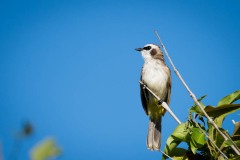 Hvidbrynet Bulbul / ellow-vented Bulbul