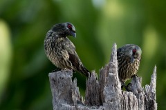 Træstær / Asian Glossy Starling