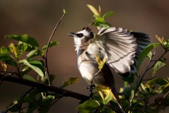 Hvidbrynet Bulbul / ellow-vented Bulbul