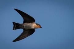 Stillehavssvale, Pacific swallow