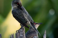 Træstær / Asian Glossy Starling