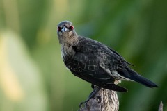 Træstær / Asian Glossy Starling