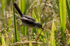 Askeprinia / Ashy Prinia