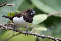 Spidshalet Bronzefinke / White-rumped munia