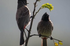 Rødgumpet Bulbul / Red-vented Bulbul