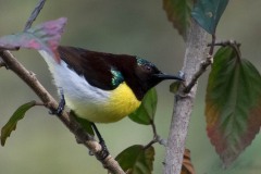 Indisk Solfugl / Purple-rumped Sunbird