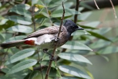 Rødgumpet Bulbul / Red-vented Bulbul