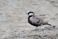 Gråisset Lærke / Ashy-crowned sparrow lark