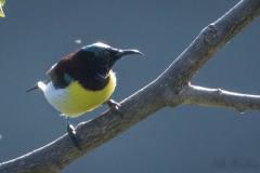 Indisk Solfugl / Purple-rumped Sunbird ♂