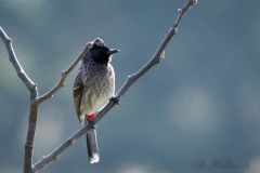 Red-vented Bulbul / Rødgumpet Bulbul