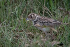 Lille Sanglærke / Oriental Skylark