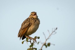 Lille Sanglærke / Oriental Skylark