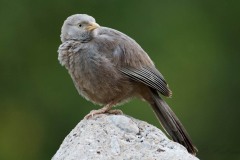 Lyshovedet Larmdrossel / Yellow-billed Babbler