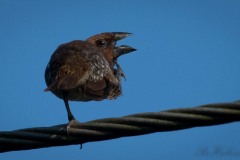 Muskatfinke / Scaly-breasted munia