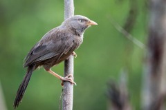 Lyshovedet Larmdrossel / Yellow-billed Babbler