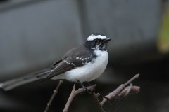 Hvidbrynet Viftehale /  White-browed Fantail