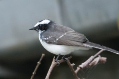 Hvidbrynet Viftehale, White-browed Fantail