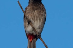 Rødgumpet Bulbul / Red-vented Bulbul