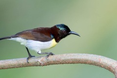 Indisk Solfugl / Purple-rumped Sunbird ♂