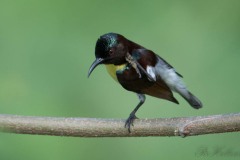 Indisk Solfugl / Purple-rumped Sunbird ♂