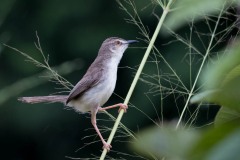 Askeprinia / Ashy Prinia