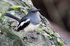 Dayal /  Oriental Magpie-robin