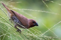 Muskatfinke / Scaly-breasted munia