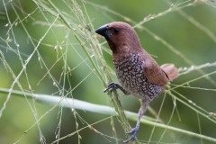 Muskatfinke / Scaly-breasted munia