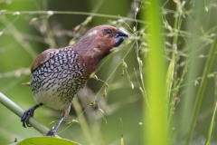 Muskatfinke / Scaly-breasted munia