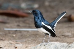 Dayal / Oriental Magpie-Robin