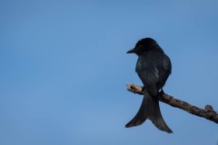 Sort Drongo / Black Drongo