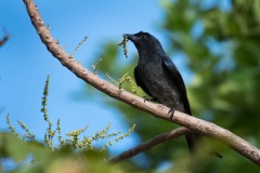 Sort Drongo / Black Drongo