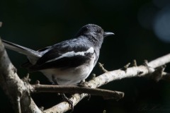 Dayal / Oriental Magpie-Robin