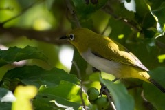 Guløjet brednæb / Black-and-yellow Broadbil