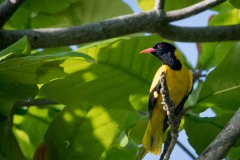 Orientalsk Hætte-Pirol / Black-hooded Oriole