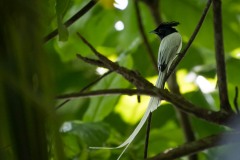 Ceylon Paradise Flycatcher / Asiatisk Paradismonark