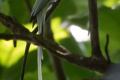 Ceylon Paradise Flycatcher / Asiatisk Paradismonark