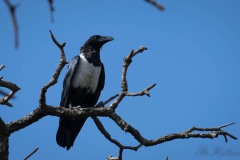 Broget Krage / Pied Crow