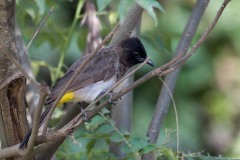 Hvidbrynet Bulbul / Yellow-vented Bulbul