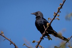 Sodbubu / Slate-colored Boubou