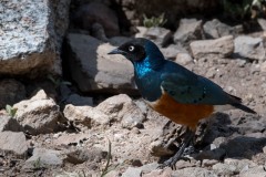 Trefarvet Glansstær / Superb Starling