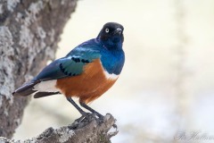 Trefarvet Glansstær / Superb Starling