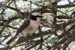 vidkronet Tornskade / White-crowned Shrike