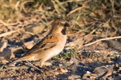Rustspurv / Rufous Sparrow