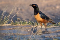 Masaiglansstær /  Hildebrandt's starling