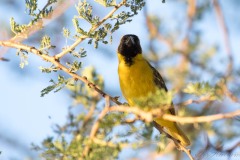 Napoleonsvæver / Yellow-crowned Bishop