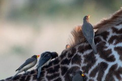 Gulnæbbet Oksehakker / Yellow-billed oxpecker