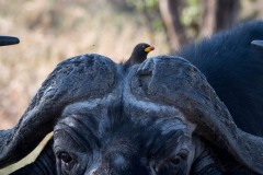 Gulnæbbet Oksehakker / Yellow-billed oxpecker